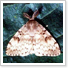 Asian Gypsy Moth (AGM)